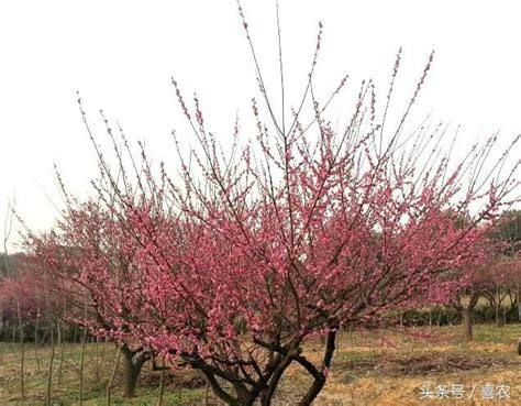 紅梅樹|「紅梅」の基礎知識